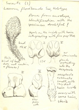 Vorschaubild Laurus floribunda Sw.